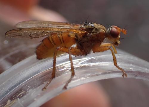 Scathophaga suilla